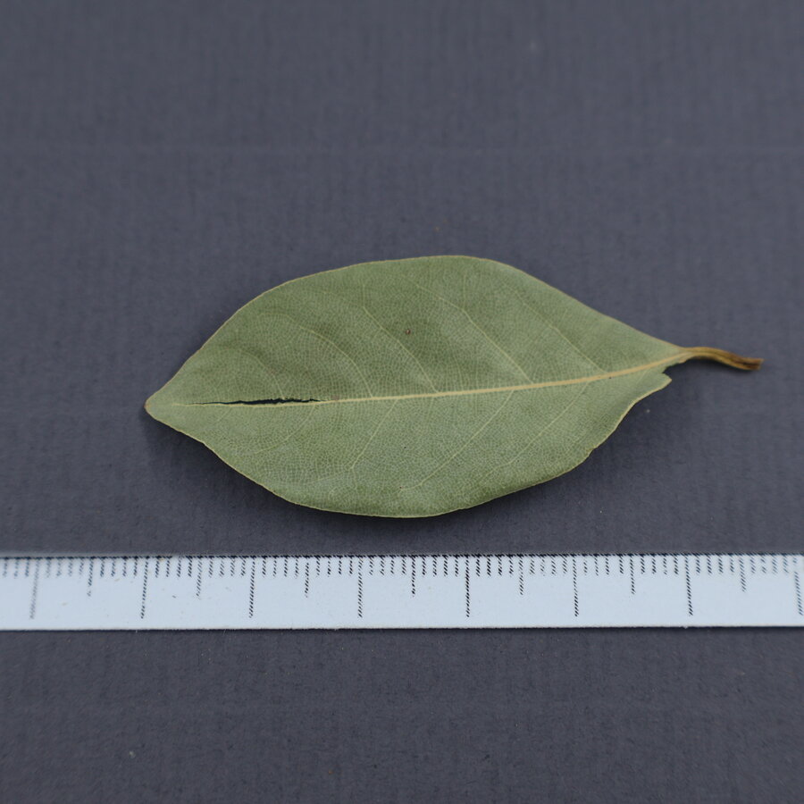 Laurierblad Alavi