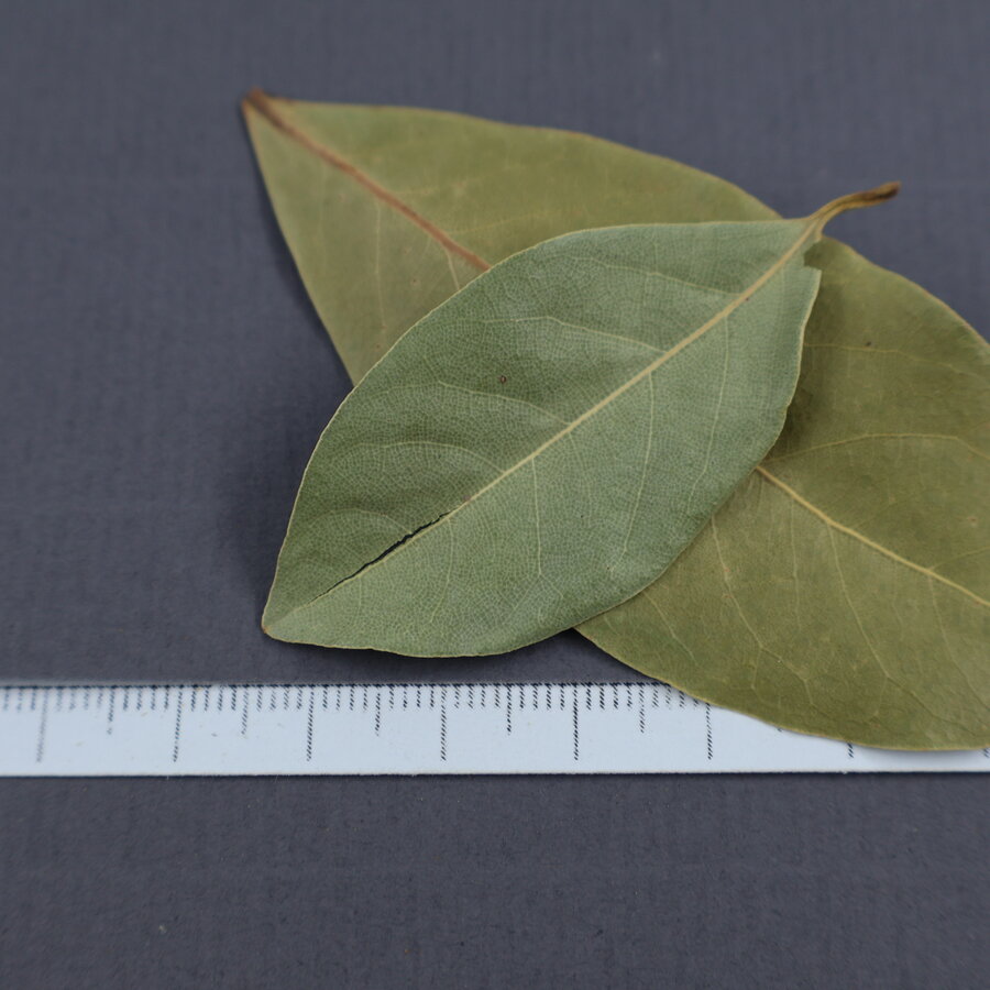 Laurierblad Alavi