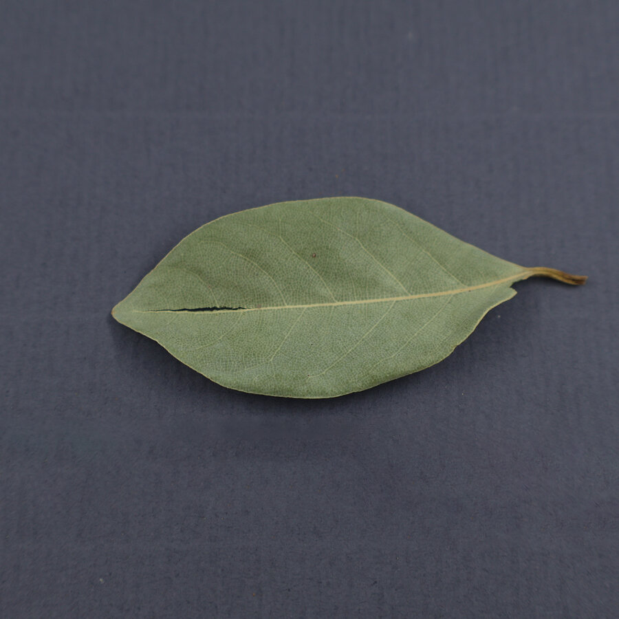 Laurierblad Alavi